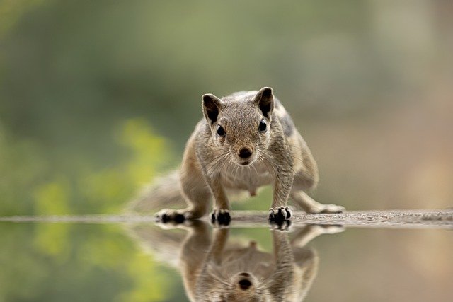 indian palm squirrel, squirrel, rodent