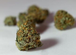 Latest SEO Trends for a Dispensary Site