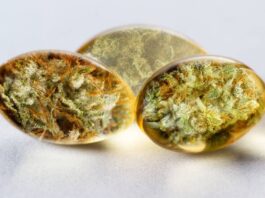 How Can You Use CBD for Senior Dogs?