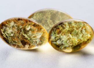 How Can You Use CBD for Senior Dogs?