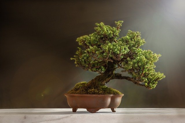 bonsai, plant, pot