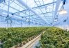 Why the cannabis industry is blooming green plants on white metal frame