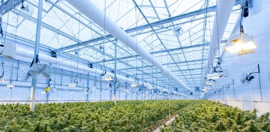 Why the cannabis industry is blooming green plants on white metal frame