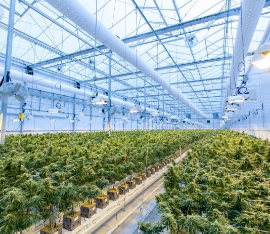 Why the cannabis industry is blooming green plants on white metal frame