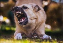 Your Guide To Dog Bites And Injury Lawsuits