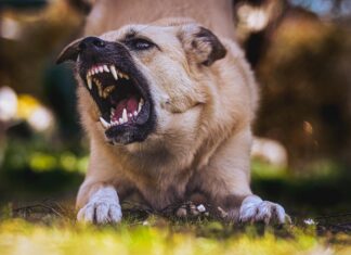 Your Guide To Dog Bites And Injury Lawsuits