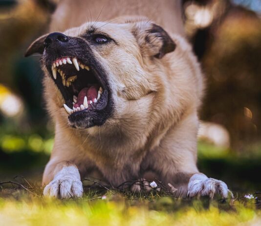 Your Guide To Dog Bites And Injury Lawsuits