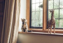 How to Choose the Best Windows in Middlesbrough? gray tabby cat near window