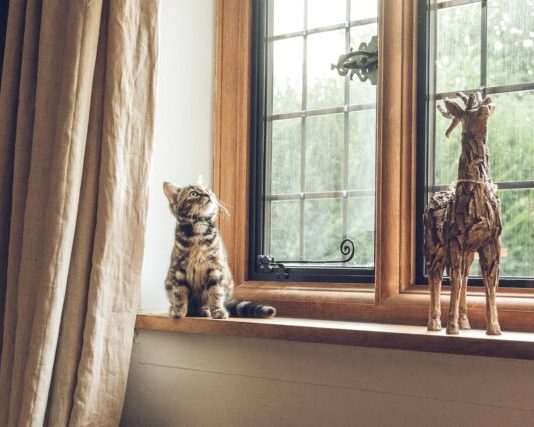 How to Choose the Best Windows in Middlesbrough? gray tabby cat near window