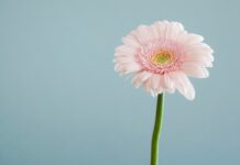 Where Can You Buy the Best Loose Flowers? selective focus photography of pink petaled flower