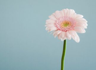 Where Can You Buy the Best Loose Flowers? selective focus photography of pink petaled flower
