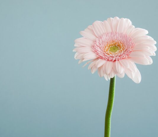 Where Can You Buy the Best Loose Flowers? selective focus photography of pink petaled flower