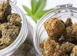 Tips on Selecting the Best Cannabis Strain