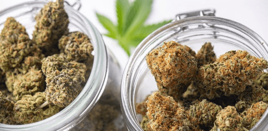 Tips on Selecting the Best Cannabis Strain
