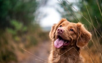Is Dog Insurance Affordable?