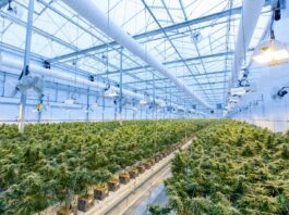 How to Open a Cannabis Business in Canada green plants on white metal frame