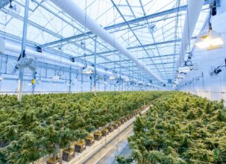 How to Open a Cannabis Business in Canada green plants on white metal frame