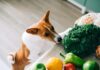 Top 5 Health Benefits of Vegetables For Dogs