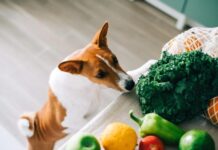 Top 5 Health Benefits of Vegetables For Dogs