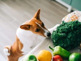 Top 5 Health Benefits of Vegetables For Dogs