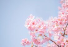 Best Destinations to Go In Spring and eSim vs Physical Sim