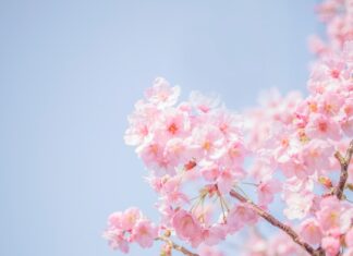 Best Destinations to Go In Spring and eSim vs Physical Sim