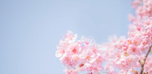 Best Destinations to Go In Spring and eSim vs Physical Sim