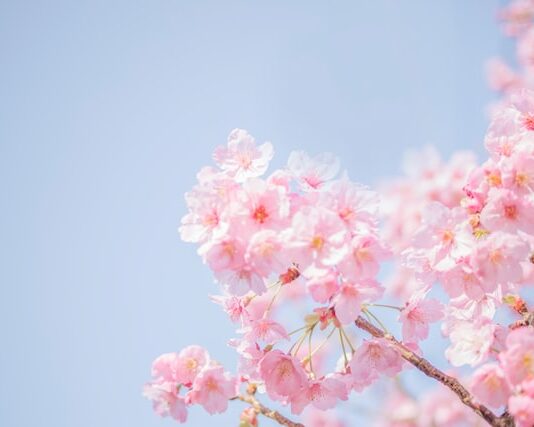 Best Destinations to Go In Spring and eSim vs Physical Sim