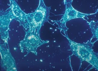 Unraveling the Microscopic World: The Art of Materials Analysis a close up of a cell phone with a blue background