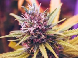 The Ultimate Guide to THCA Flower: Everything You Need to Know pink and green petaled flower