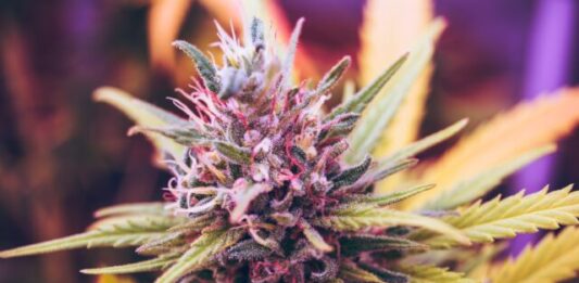 The Ultimate Guide to THCA Flower: Everything You Need to Know pink and green petaled flower