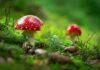Exploring the Enigmatic Amanita Muscaria: Unveiling its Health Benefits macro shot of red mushroom