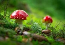Exploring the Enigmatic Amanita Muscaria: Unveiling its Health Benefits macro shot of red mushroom