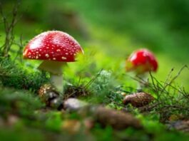 Exploring the Enigmatic Amanita Muscaria: Unveiling its Health Benefits macro shot of red mushroom