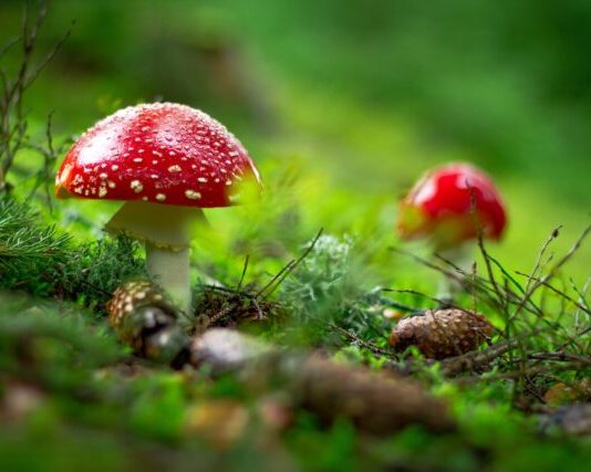 Exploring the Enigmatic Amanita Muscaria: Unveiling its Health Benefits macro shot of red mushroom