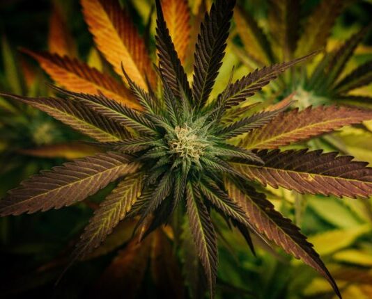 The Power of Delta-9 THC: Discovering Its Effects and Benefits green and brown leaf plant