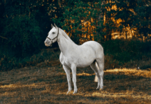 Horse Supplements: Elevate Equine Health