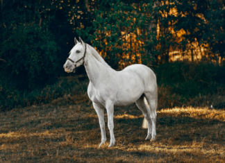 Horse Supplements: Elevate Equine Health