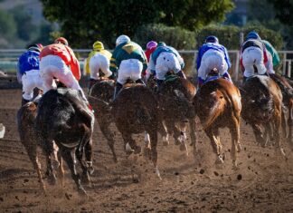 Here are 5 Strategies For Success in Melbourne Cup Wagering group of men riding horses near tree during daytime
