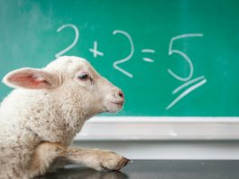 How to Solve Math Homework Problems Quickly and Accurately white sheep on white surface