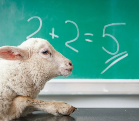 How to Solve Math Homework Problems Quickly and Accurately white sheep on white surface