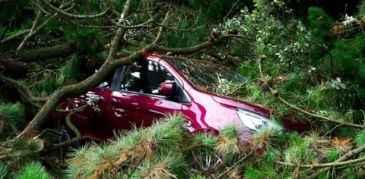 Motorcycle vs. Car Accidents: Key Differences in Injury Claims A red car trapped under fallen trees, showcasing the aftermath of a storm.