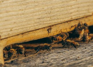 How To Rank Higher In Local Search Results For Pest Services group of bees