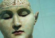 Understanding Traumatic Brain Injuries After Houston Car Accidents: Legal and Medical Perspectives human anatomy model